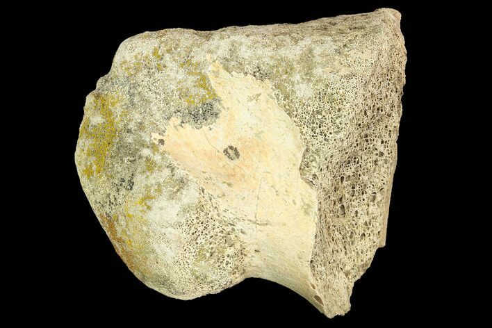 Fossil Triceratops Bone Section - North Dakota #120523